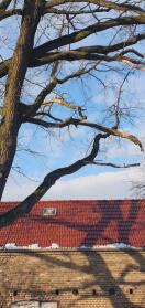Foto: Eiche mit toten Ästen 